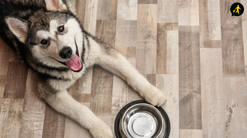 Husky dog with water bowl