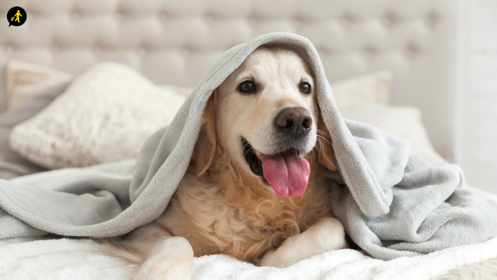 A golden retriever on the bed in your accommodation.