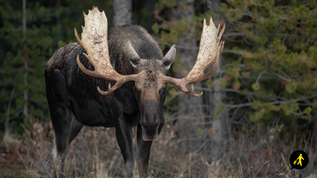 Moose looking towards the camera, stood in tall grass with trees behind in Jasper National Park, Canada.