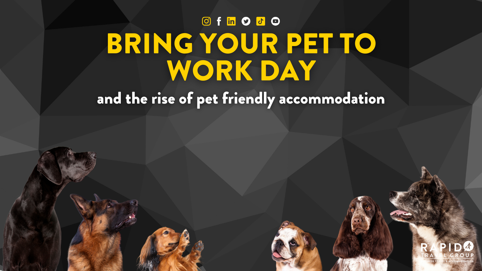 Bring your pet to work day and the rise of pret friendly accommodation