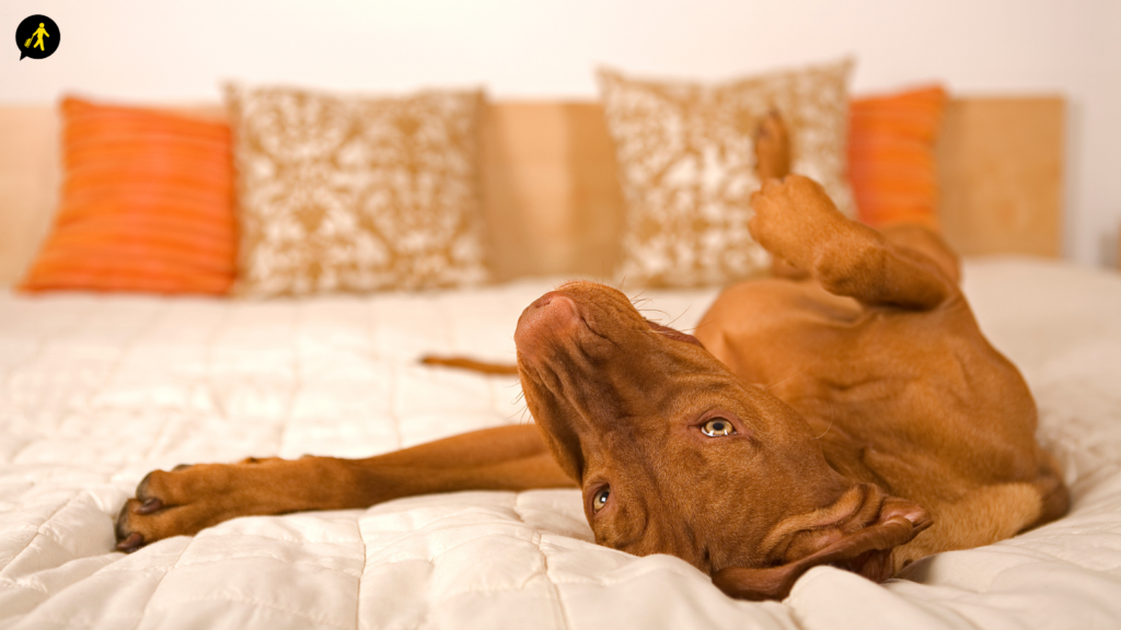 A ginger short hair dog laid upside down on a bed